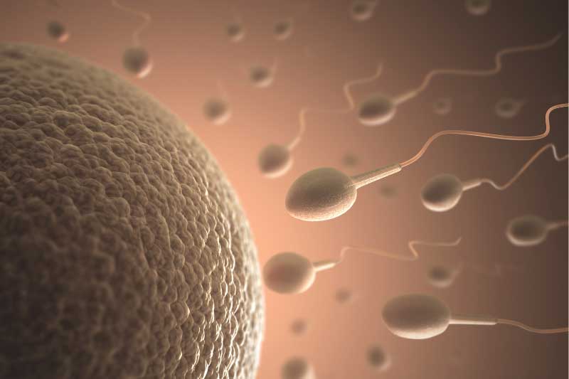 oplodnja jajne ćelije tokom ovulacije