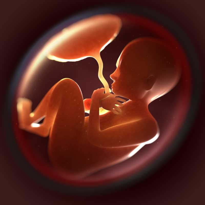 fetus u sedmom mesecu trudnoće